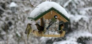 Раскраска птицы зимой у кормушки #17 #464055