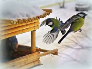 Раскраска птицы зимой у кормушки #23 #464061