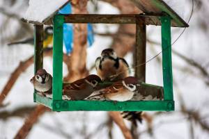 Раскраска птицы зимой у кормушки #35 #464073