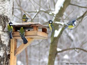 Раскраска птицы зимой у кормушки #37 #464075