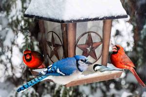 Раскраска птицы зимой у кормушки #38 #464076
