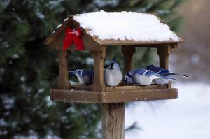 Раскраска птицы зимой у кормушки #39 #464077
