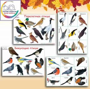 Раскраска птицы зимующие и перелетные #6 #464083