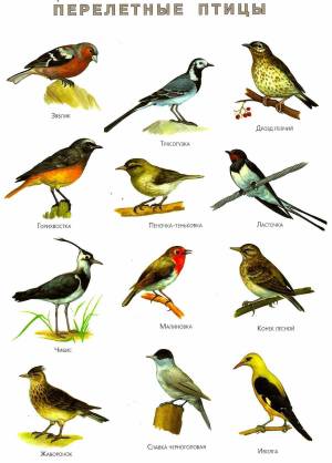 Раскраска птицы зимующие и перелетные #11 #464088