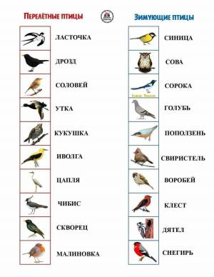 Раскраска птицы зимующие и перелетные #15 #464092