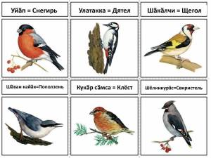 Раскраска птицы зимующие и перелетные #20 #464097