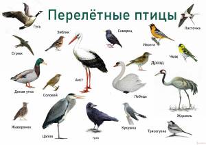 Раскраска птицы зимующие и перелетные #34 #464111
