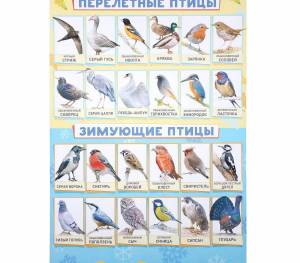 Раскраска птицы зимующие и перелетные #36 #464113