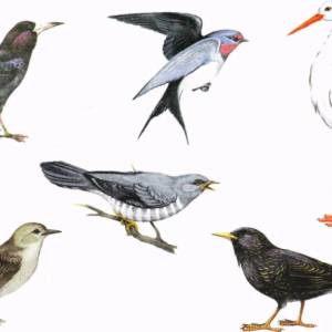 Раскраска птицы перелетные для детей #3 #464119