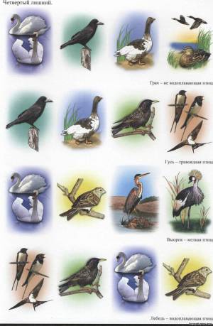 Раскраска птицы перелетные для детей #19 #464135