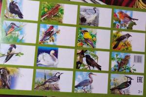 Раскраска птицы перелетные для детей #26 #464142