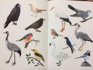 Раскраска птицы перелетные для детей #27 #464143