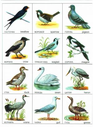 Раскраска птицы перелетные для детей #30 #464146