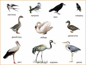 Раскраска птицы перелетные для детей #35 #464151