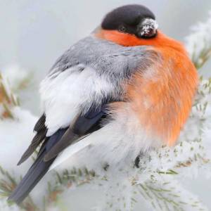 Раскраска птичка снегирь #16 #464447