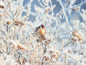 Раскраска птички зимние #8 #464507