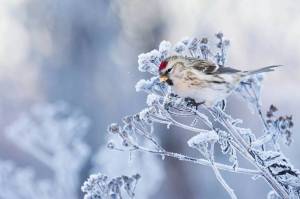 Раскраска птички зимние #11 #464510