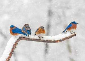 Раскраска птички зимние #12 #464511