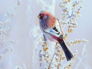 Раскраска птички зимние #13 #464512
