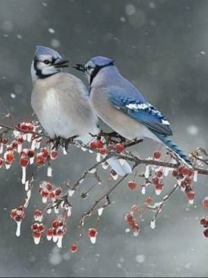 Раскраска птички зимние #18 #464517
