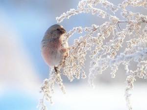 Раскраска птички зимние #21 #464520