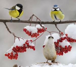 Раскраска птички зимние #22 #464521