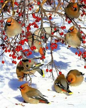 Раскраска птички зимние #23 #464522