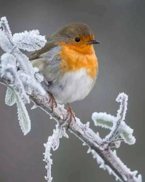 Раскраска птички зимние #25 #464524