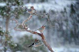 Раскраска птички зимние #26 #464525