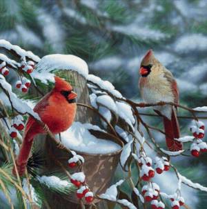 Раскраска птички зимние #27 #464526