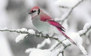 Раскраска птички зимние #28 #464527