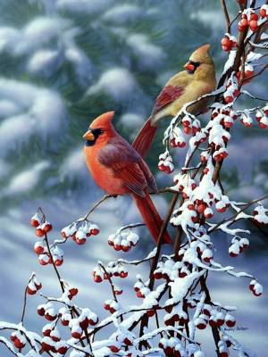 Раскраска птички зимние #31 #464530