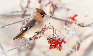 Раскраска птички зимние #36 #464535