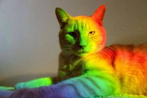 Раскраска радужный котик #9 #467328