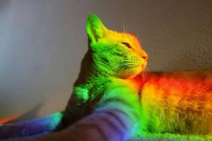 Раскраска радужный котик #30 #467349