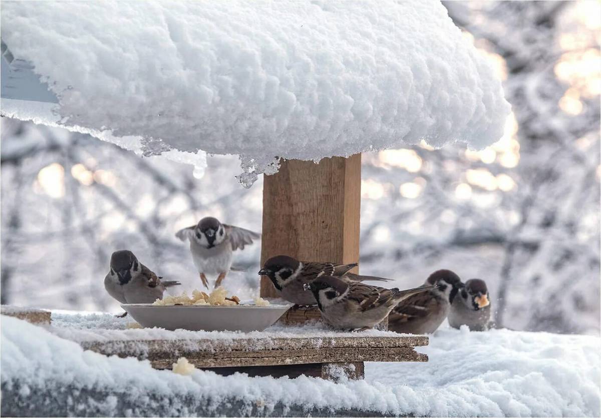 Птицы зимой у кормушки #10