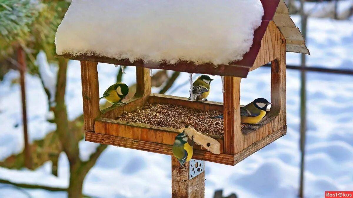 Птицы зимой у кормушки #14