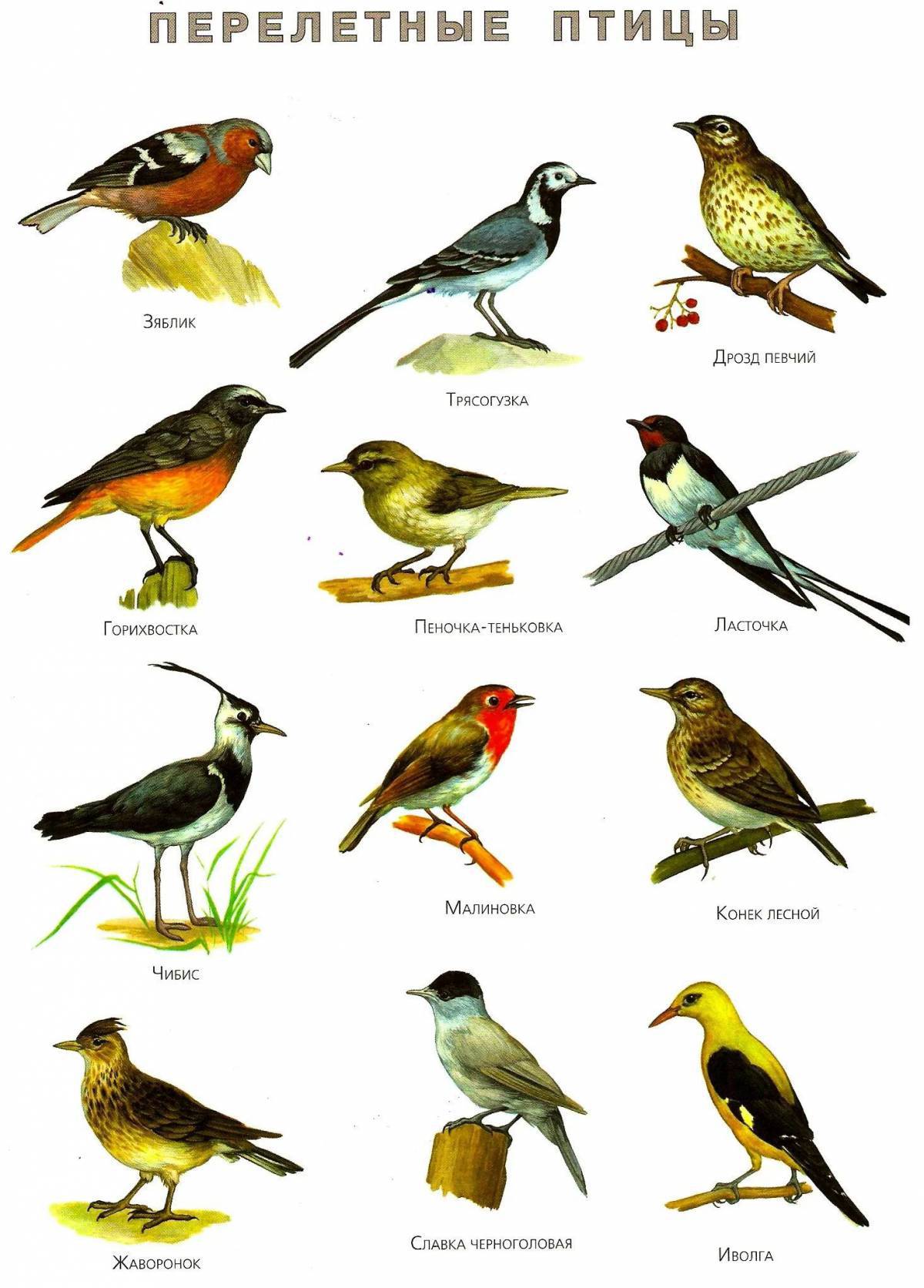 Птицы зимующие и перелетные #11