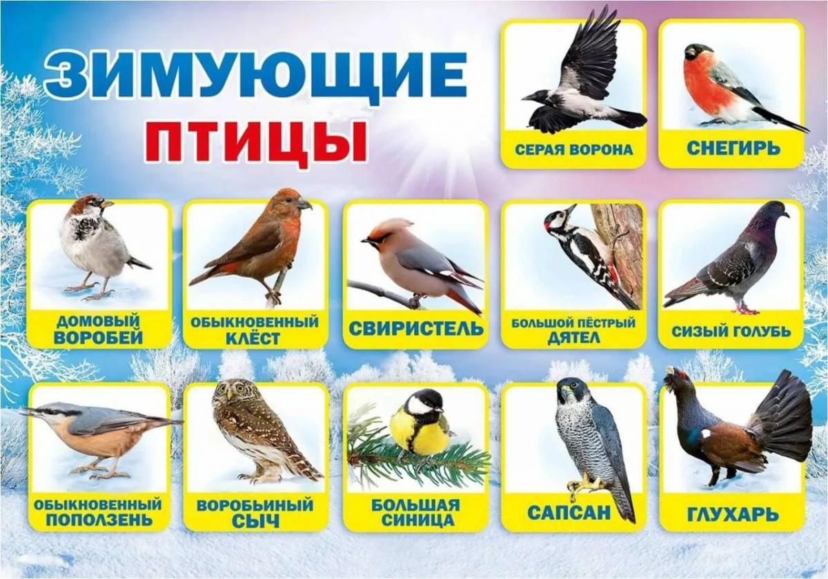 Птицы зимующие и перелетные #14