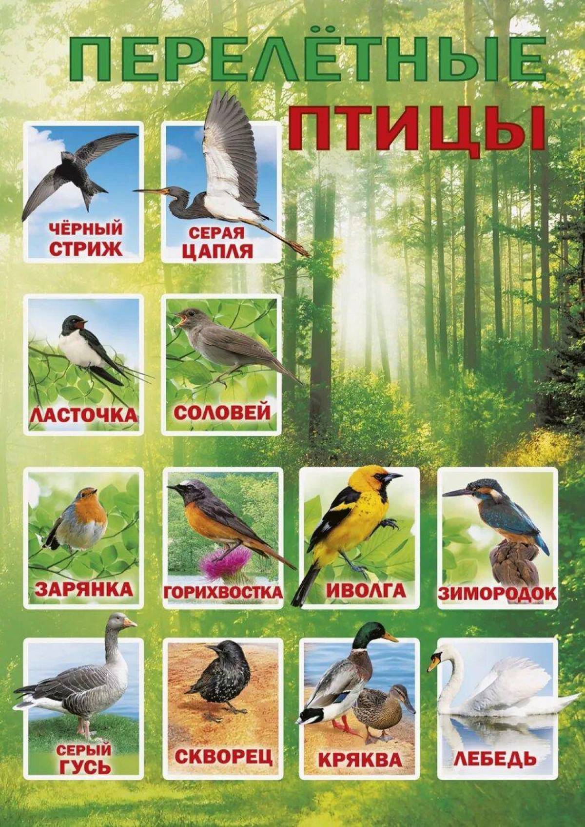 Птицы зимующие и перелетные #17