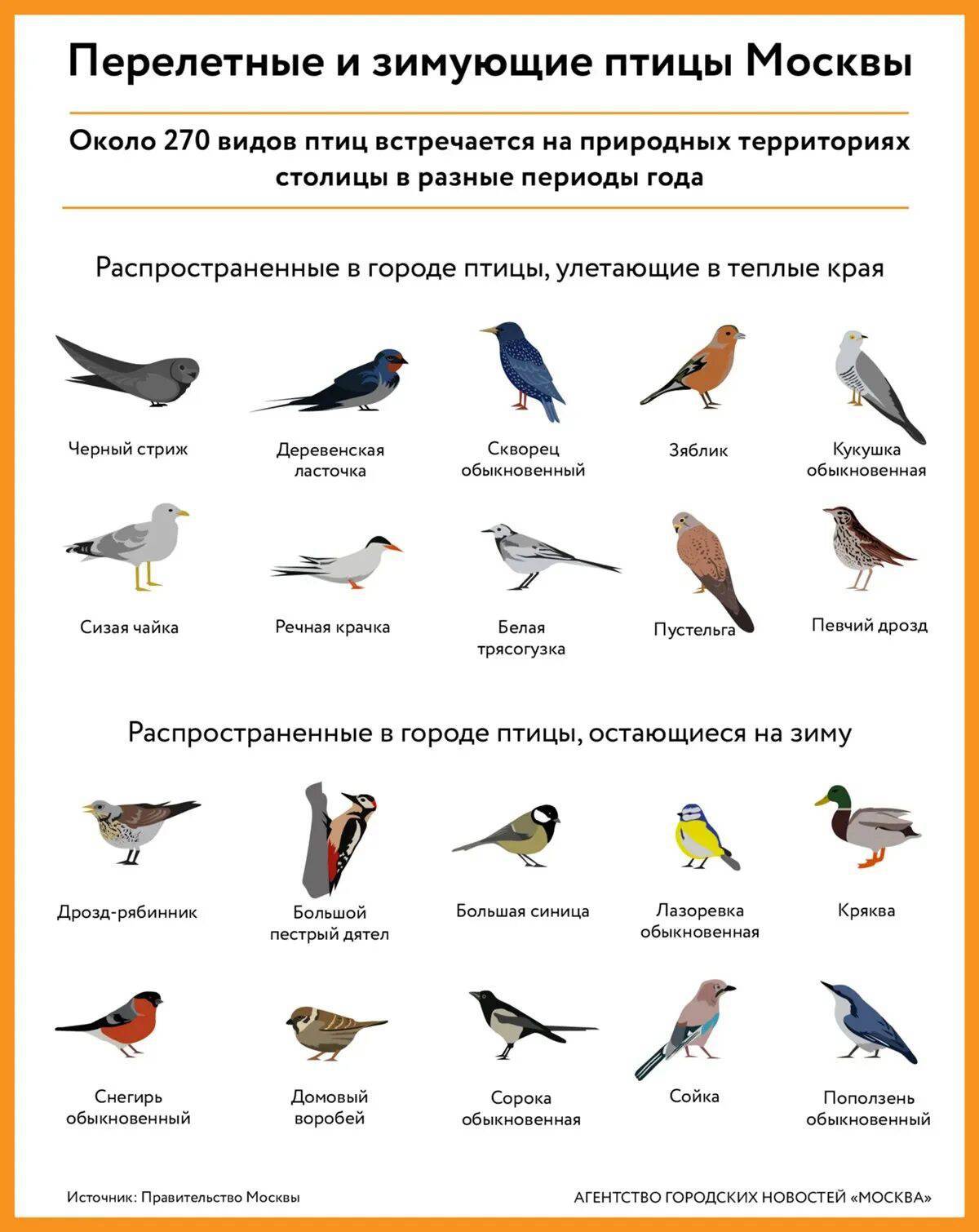 Птицы зимующие и перелетные #19