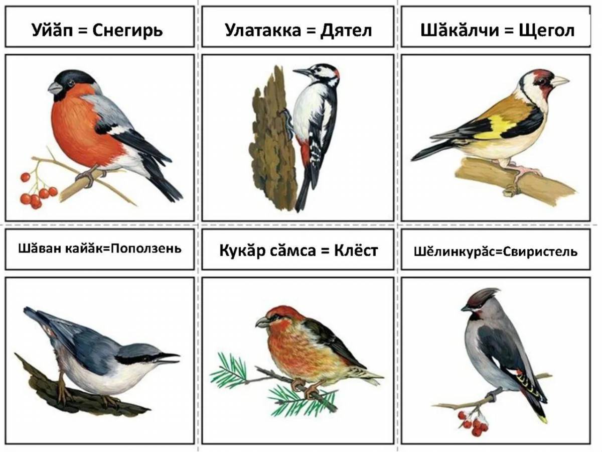 Птицы зимующие и перелетные #20