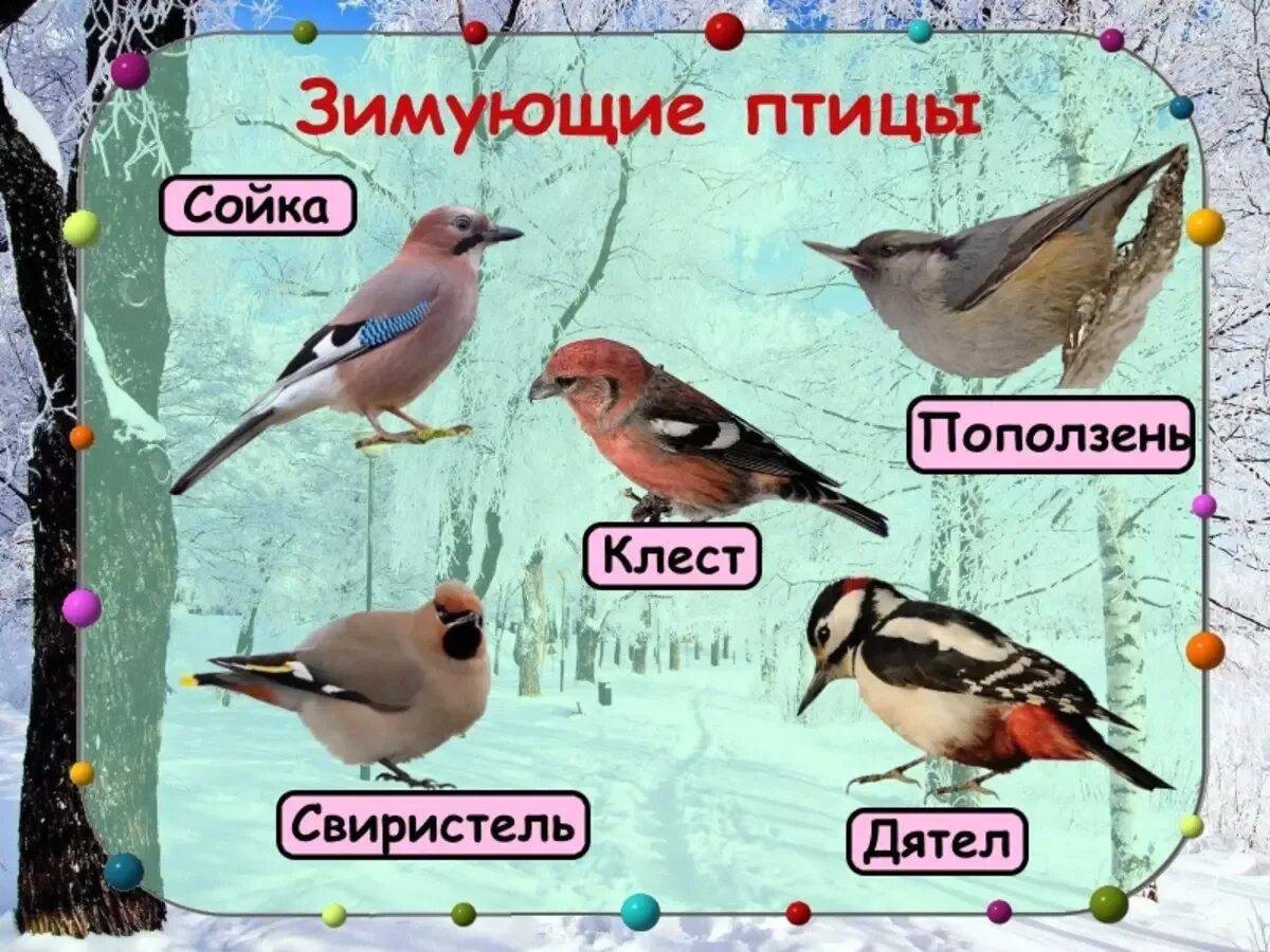 Птицы зимующие и перелетные #28