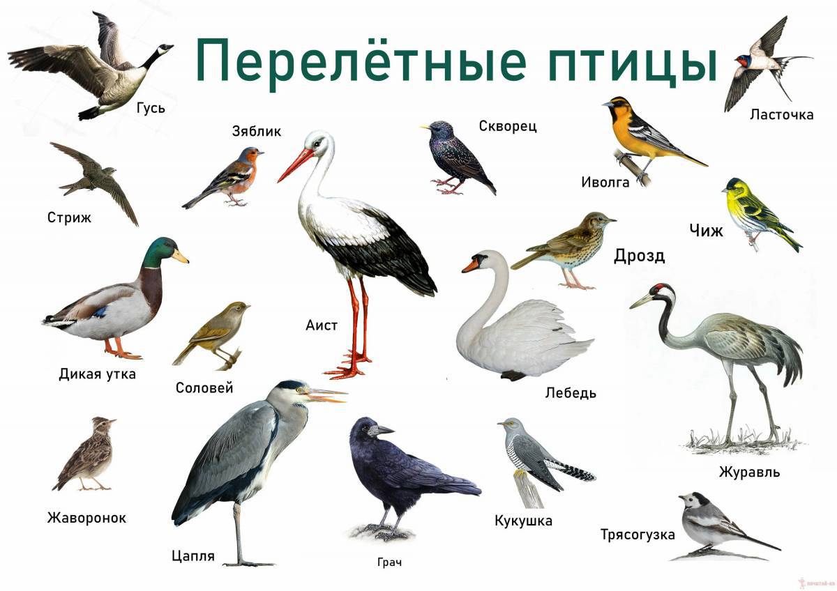 Птицы зимующие и перелетные #34