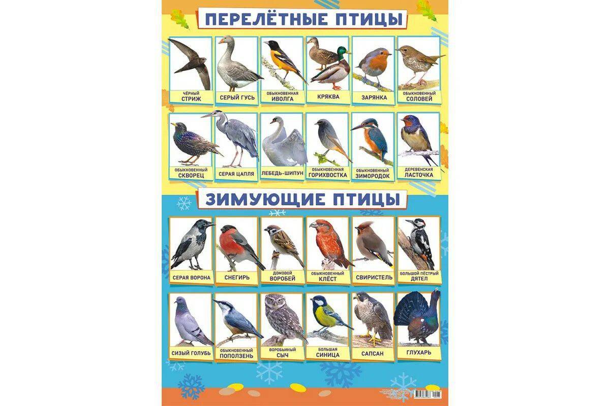 Птицы зимующие и перелетные #35