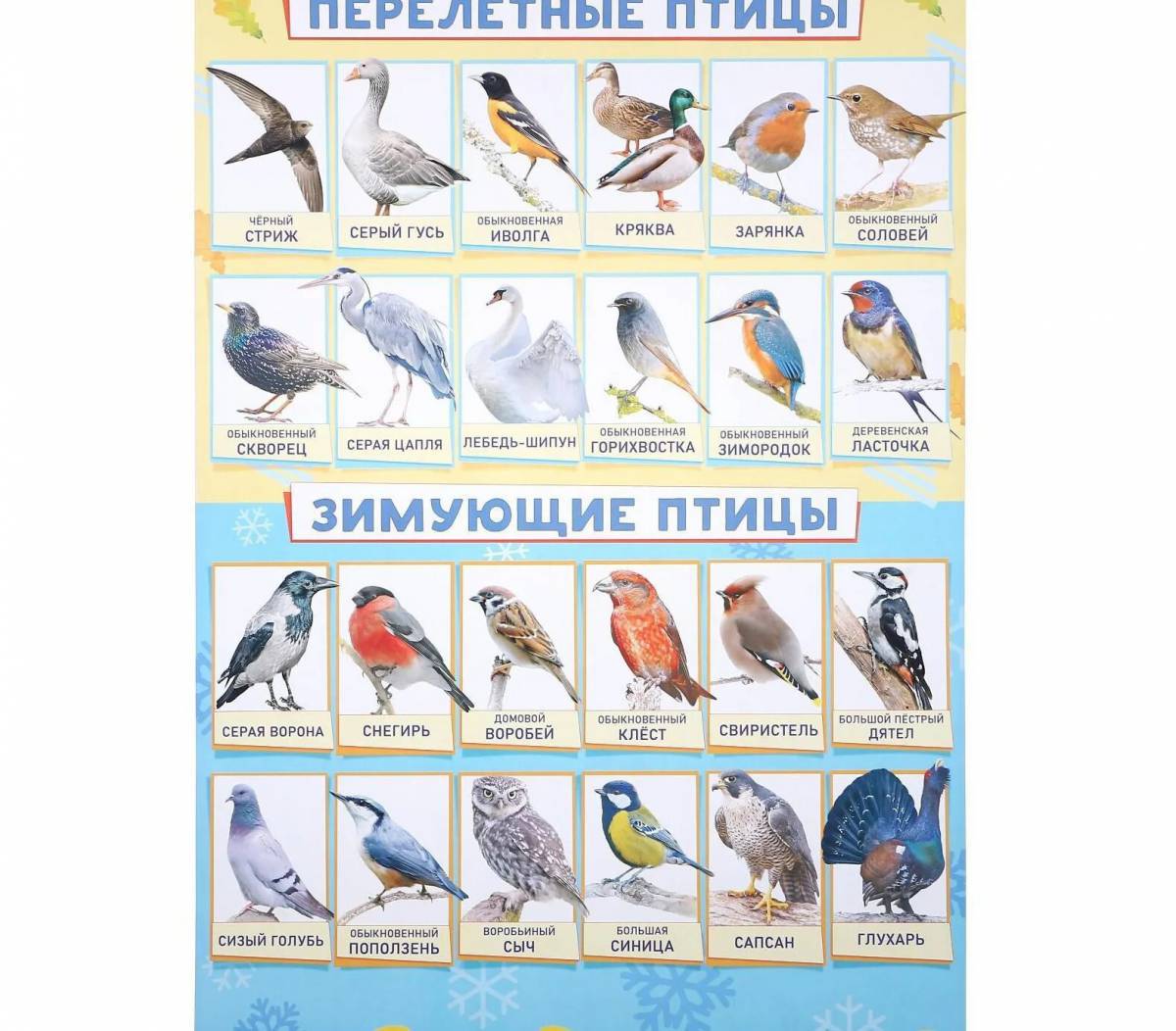 Птицы зимующие и перелетные #36