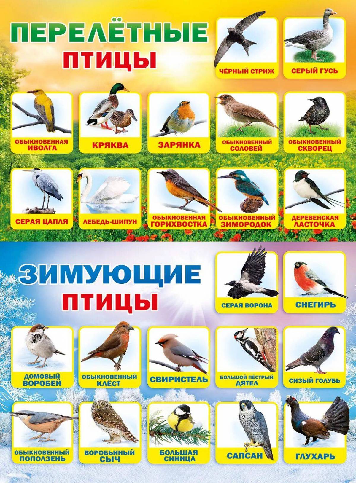 Птицы зимующие и перелетные #37