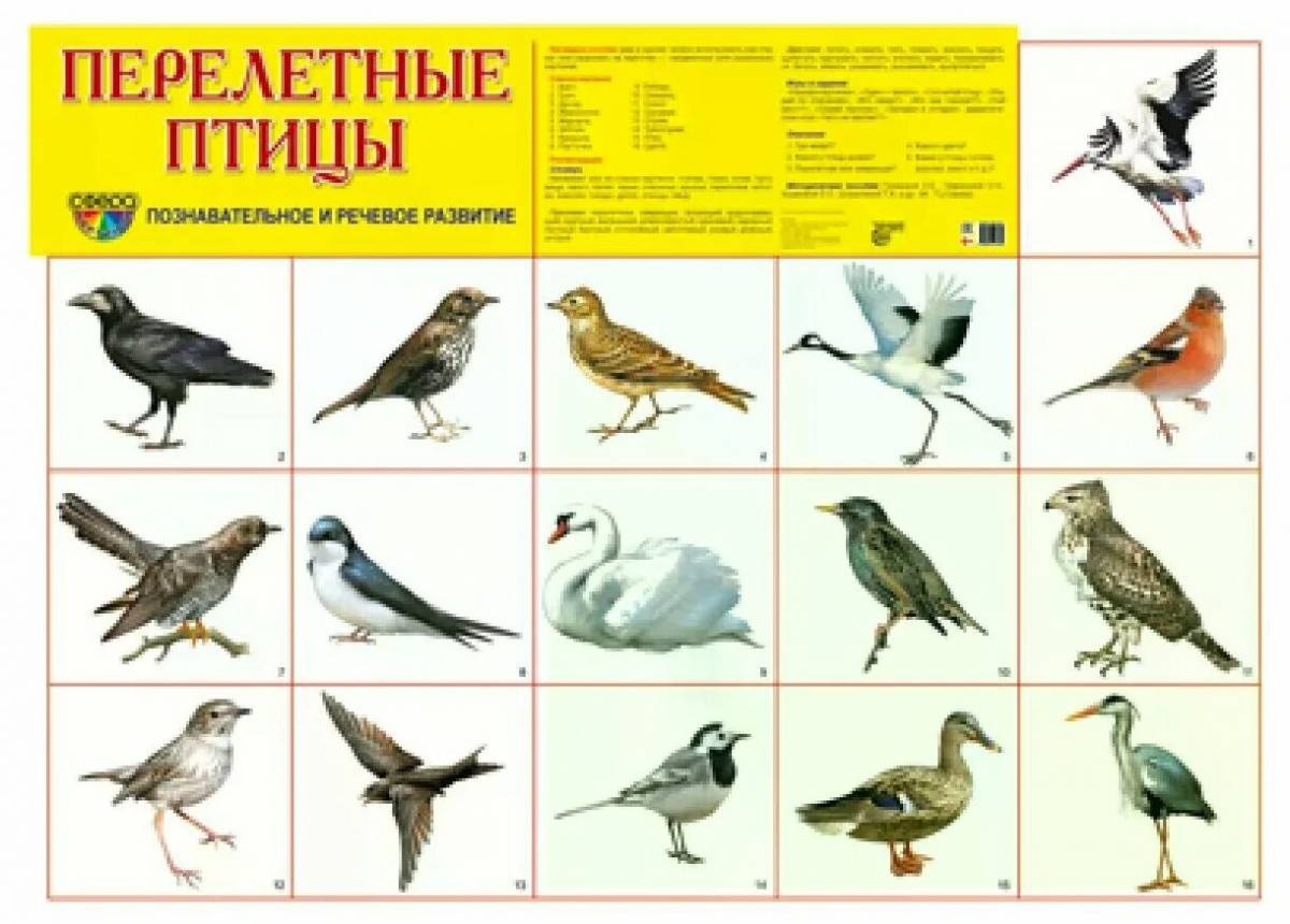 Птицы перелетные для детей #11
