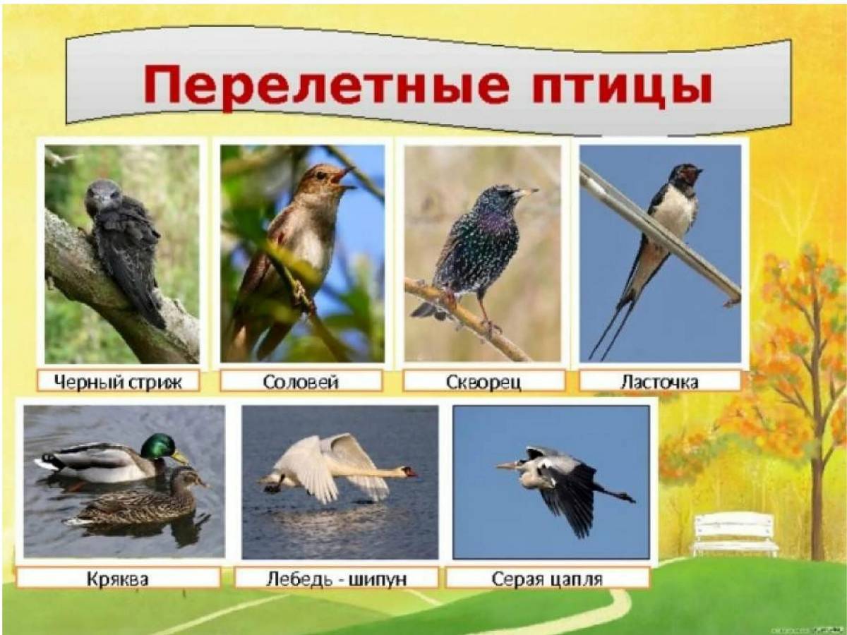 перелетные птицы кировской области фото с названиями