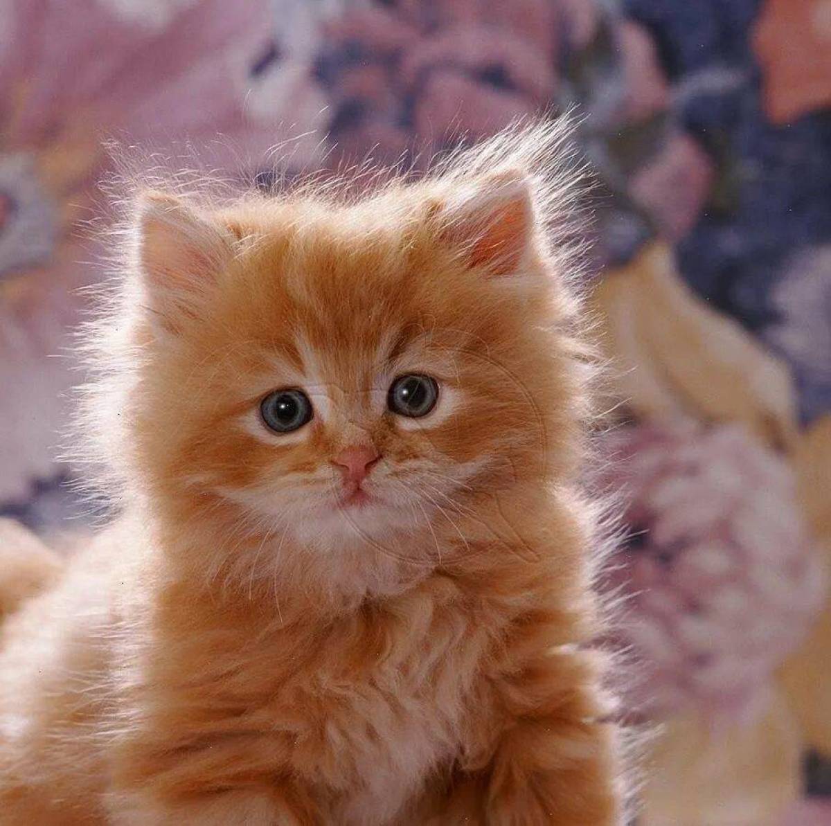 Котята в добрые пушистые. Сибирская персиковая кошка. Рыжий персидский котенок. Персиковый Сибирский котенок. Сибирские Рыжик котята.